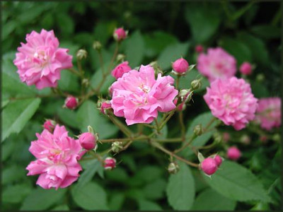 Rose_Bad_Ems.JPG
