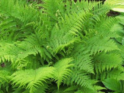 athyrium_filix_femina123.jpg