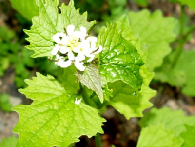 Knoblauchrauke.jpg