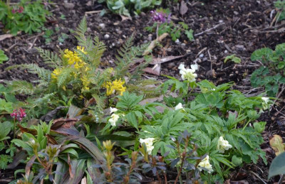 Corydalis.21-1.jpg