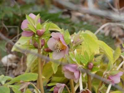 2023-02-17 Helleborus x hybridus 2.jpg