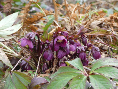 2023-02-17 Helleborus x hybridus 3.jpg