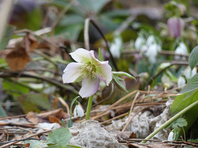 2023-02-17 Helleborus x hybridus 4.jpg
