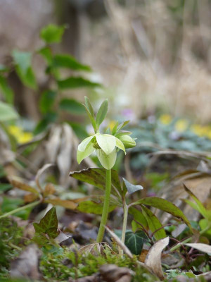 2023-02-17 Gartenimpressionen 2.jpg