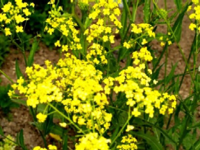 Gartenkresse.jpg