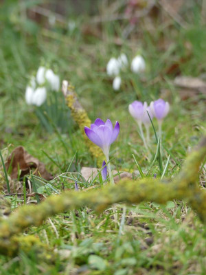 2023-02-17 Crocus 1.jpg