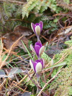 2023-02-17 Crocus tommasinianus 'JG 4'.jpg
