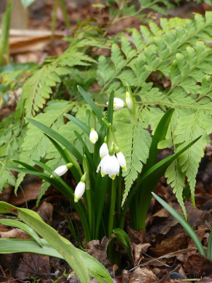2023-02-17 Leucojum vernum Stm.jpg