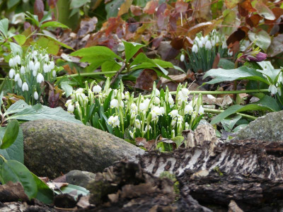 2023-02-17 Gartenimpressionen 5.jpg