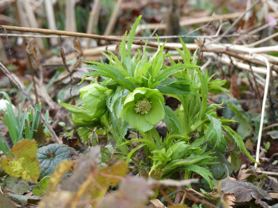 2023-02-17 Helleborus abruzzicus.jpg