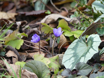 2023-02-17 Hepatica transsilvanica 1.jpg