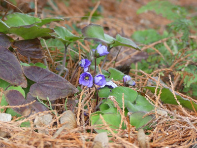 2023-02-17 Hepatica 'Avatar' 1.jpg