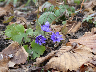 2023-02-17 Hepatica transsilvanica 3.jpg