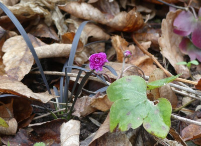 2023-02-17 Hepatica 'Rubra Plena' 1.jpg