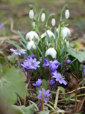 2023-02-17 Hepatica transsilvanica 2.jpg