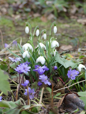 2023-02-17 Gartenimpressionen 1.jpg