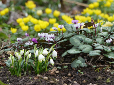 2023-02-17 Gartenimpressionen 3.jpg