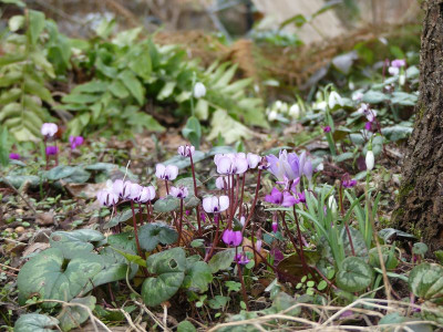 2023-02-17 Gartenimpressionen 4.jpg