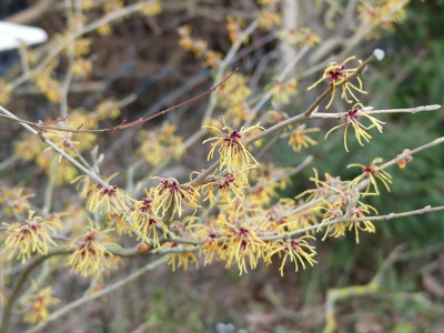 2023-02-16 Hamamelis 'Aurora' 1.jpg