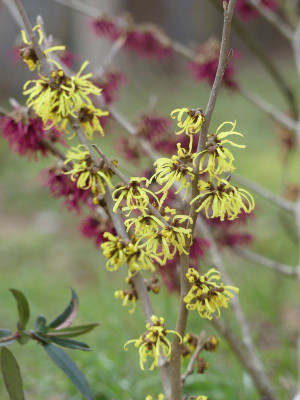 2023-02-17 Hamamelis 'Angelly'.jpg