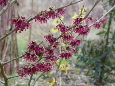2023-02-17 Hamamelis 'Tsukubana Kurenai' 1.jpg