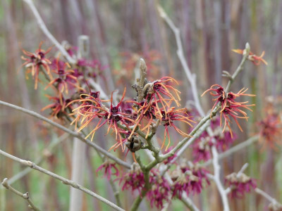 2023-02-17 Hamamelis 'Twilight' 1.jpg