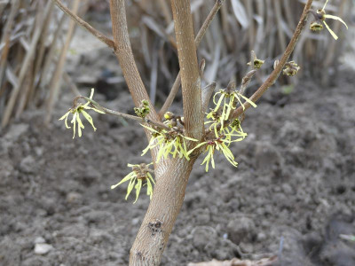 2023-02-17 Hamamelis 'Westerstede' 1.jpg