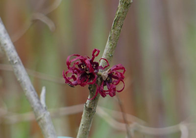 2023-02-17 Hamamelis 'Foxy Lady' 1.jpg
