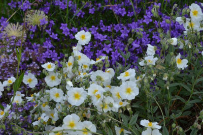 Helianthemum-Eisbär.22-3.jpg