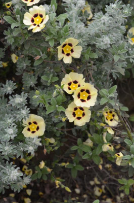 Halimiocistus_wintonensis-MerristWood.21-5.jpg