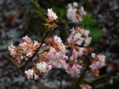 Viburnum bodnantense Dawn 2021-03-06.JPG