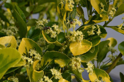 Euonymus.21-2.jpg