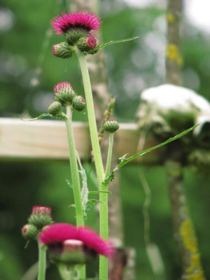 cirsium_rivu.jpg