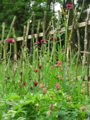 cirsium_mit_roma.jpg