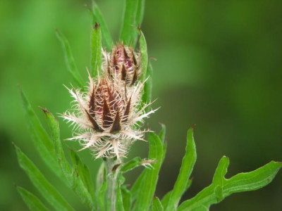 centaurea_startlocher.jpg