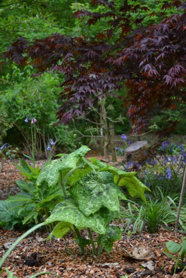 GreenIsland.19-41.Podophyllum.jpg