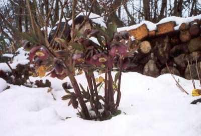 LenzrosenimSchnee.jpg