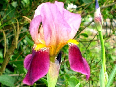 -Iris-.jpg