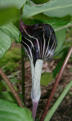 05220013_eArisaema_triphyllum_dunkel.JPG