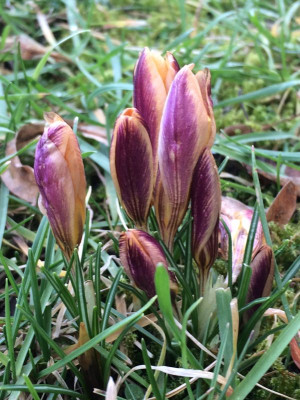 2023-02-19 Crocus in der Wiese.jpg