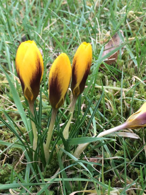 2023-02-19 Crocus in der Wiese 2.jpg