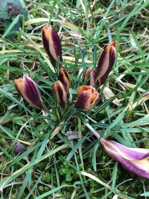 2023-02-19 Crocus in der Wiese 3.jpg