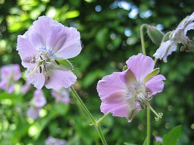 Geranium_phaeum_Joan_Baker_95502.jpg