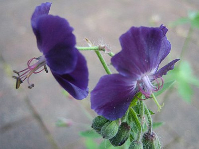 Geranium_phaeum_Raven_95761.jpg