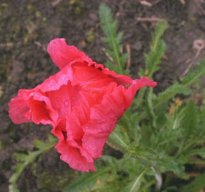Pap.orientale_himbeerrot002.jpg