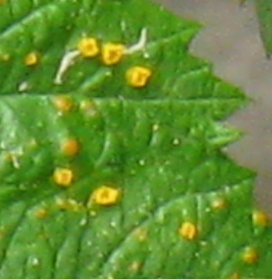 himbeere_2.jpg
