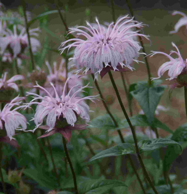 _Monarda_bradburiana_2.jpg