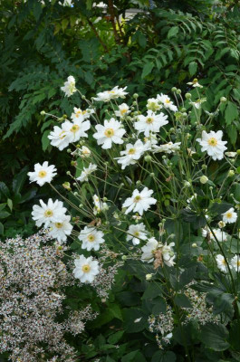 Anemone-weiß.21-2.jpg