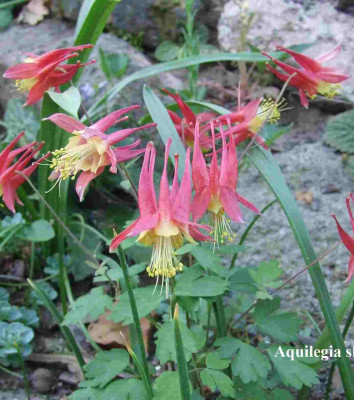 Aquilegia_cf_canadensis.jpg