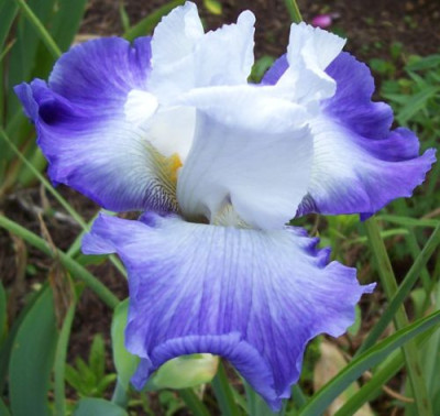 000_2682_unbekannte_weiblaue_von_Cayeux.jpg